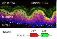 Research: Mammalian keratin genes and adaptation to living on land or sea —