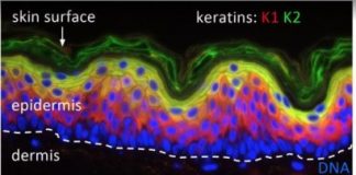 Research: Mammalian keratin genes and adaptation to living on land or sea —