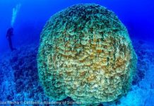 Offbeat: Scientists warn of slow progress towards United Nations biodiversity targets —