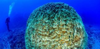 Offbeat: Scientists warn of slow progress towards United Nations biodiversity targets —