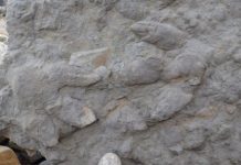 Research: ‘Treasure trove’ of dinosaur footprints found in southern England —