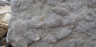 Research: ‘Treasure trove’ of dinosaur footprints found in southern England —