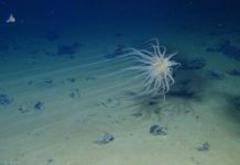 Research: Warning over deep-sea ‘gold rush’ —