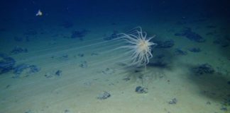 Research: Warning over deep-sea ‘gold rush’ —