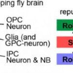 Study: Neuroscience-protein that divides the brain — (Details)
