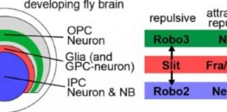 Study: Neuroscience-protein that divides the brain — (Details)