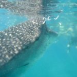 Study: The impacts of whale shark mass tourism on the coral reefs in the Philippines — (Details)