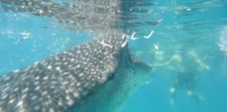 Study: The impacts of whale shark mass tourism on the coral reefs in the Philippines — (Details)