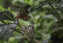 Research: Birds can mistake some caterpillars for snakes; can robots help?