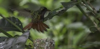 Research: Birds can mistake some caterpillars for snakes; can robots help?