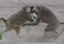 Research: Status-health connection depends, in part, on what it takes to get ahead —