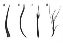 Research: New discovery pushes origin of feathers back by 70 million years —