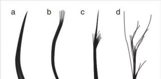Research: New discovery pushes origin of feathers back by 70 million years —