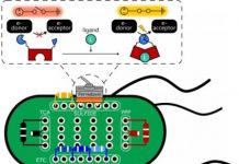 Tech: Scientists create electrical protein switches triggered by chemicals — (Report)