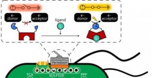 Tech: Scientists create electrical protein switches triggered by chemicals — (Report)