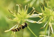 Research: Plant biologists identify mechanism behind transition from insect to wind pollination —