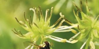 Research: Plant biologists identify mechanism behind transition from insect to wind pollination —