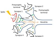 Tech: New memristor better mimics synapses — (Report)