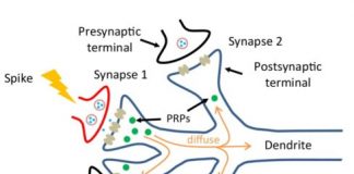 Tech: New memristor better mimics synapses — (Report)