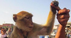 Research: Contact with captive macaques perceived as unacceptable and potential health; safety risk —