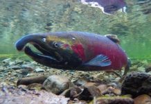 Research: Salmon may lose the ability to smell danger as carbon emissions rise —