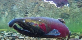 Research: Salmon may lose the ability to smell danger as carbon emissions rise —