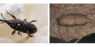 Research: Ancient Japanese pottery includes an estimated 500 maize weevils —
