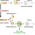 Study: Discovery of novel mechanisms that cause migraines — (Details)