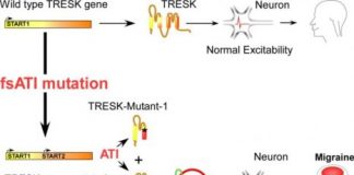 Study: Discovery of novel mechanisms that cause migraines — (Details)