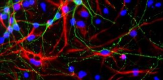 Study: Two-step control mechanism identified in mouse stem cells — (Details)