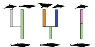 Research: Explaining differences in rates of evolution —