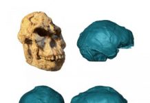 Research: Peering into Little Foot’s 3.67 million-year-old brain —