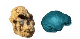 Research: Peering into Little Foot’s 3.67 million-year-old brain —