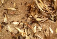 Research: Recruiting ants to fight weeds on the farm —