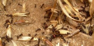 Research: Recruiting ants to fight weeds on the farm —