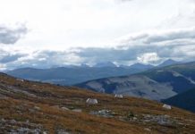 Research: Protecting plants at the northern limit of their range may help species survive climate change —