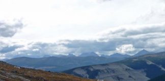 Research: Protecting plants at the northern limit of their range may help species survive climate change —
