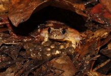 Research: Extraordinary ‘faithful father’ revealed by study of smooth guardian frog of Borneo —