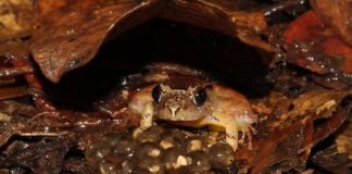 Research: Extraordinary ‘faithful father’ revealed by study of smooth guardian frog of Borneo —