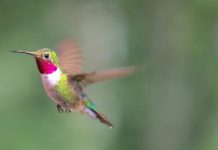 Research: Male hummingbirds dazzle females with a highly synchronized display —