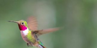 Research: Male hummingbirds dazzle females with a highly synchronized display —