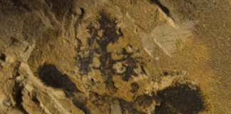Research: The discovery in China of fossil specimens of a flower called Nanjinganthus from the Early Jurassic shakes up widely accepted theories of plant evolution —