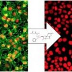 Study: Sofosbuvir rids organism of chikungunya and yellow fever viruses — (Details)