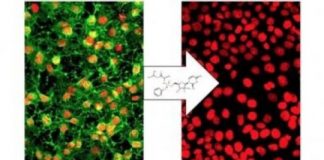 Study: Sofosbuvir rids organism of chikungunya and yellow fever viruses — (Details)