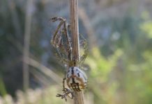 Research: An area to be explored —