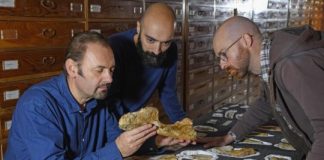Research: The oldest large-sized predatory dinosaur comes from the Italian Alps —