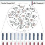 Study: How genetics becomes egalitarian — (Details)