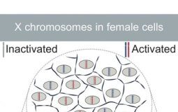 Study: How genetics becomes egalitarian — (Details)