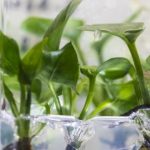 Study: New houseplant can clean your home’s air — (Details)