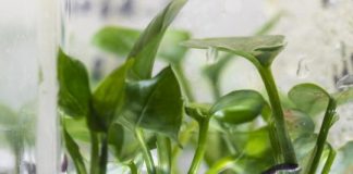 Study: New houseplant can clean your home’s air — (Details)